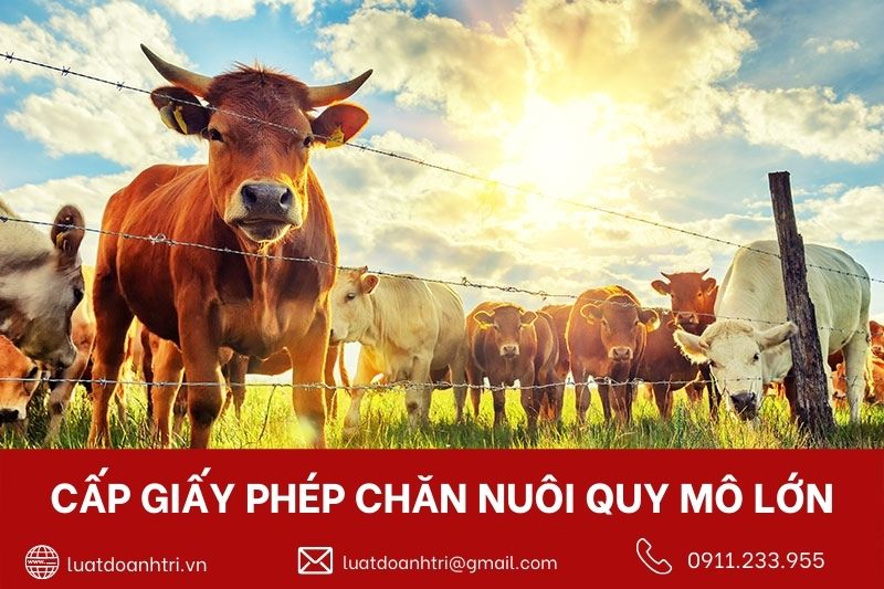 GIẤY PHÉP CHĂN NUÔI QUY MÔ LỚN