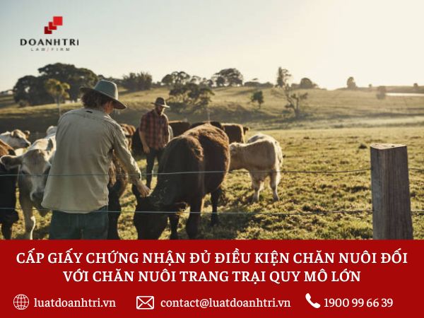 CẤP GIẤY CHỨNG NHẬN ĐỦ ĐIỀU KIỆN CHĂN NUÔI ĐỐI VỚI CHĂN NUÔI TRANG TRẠI QUY MÔ LỚN