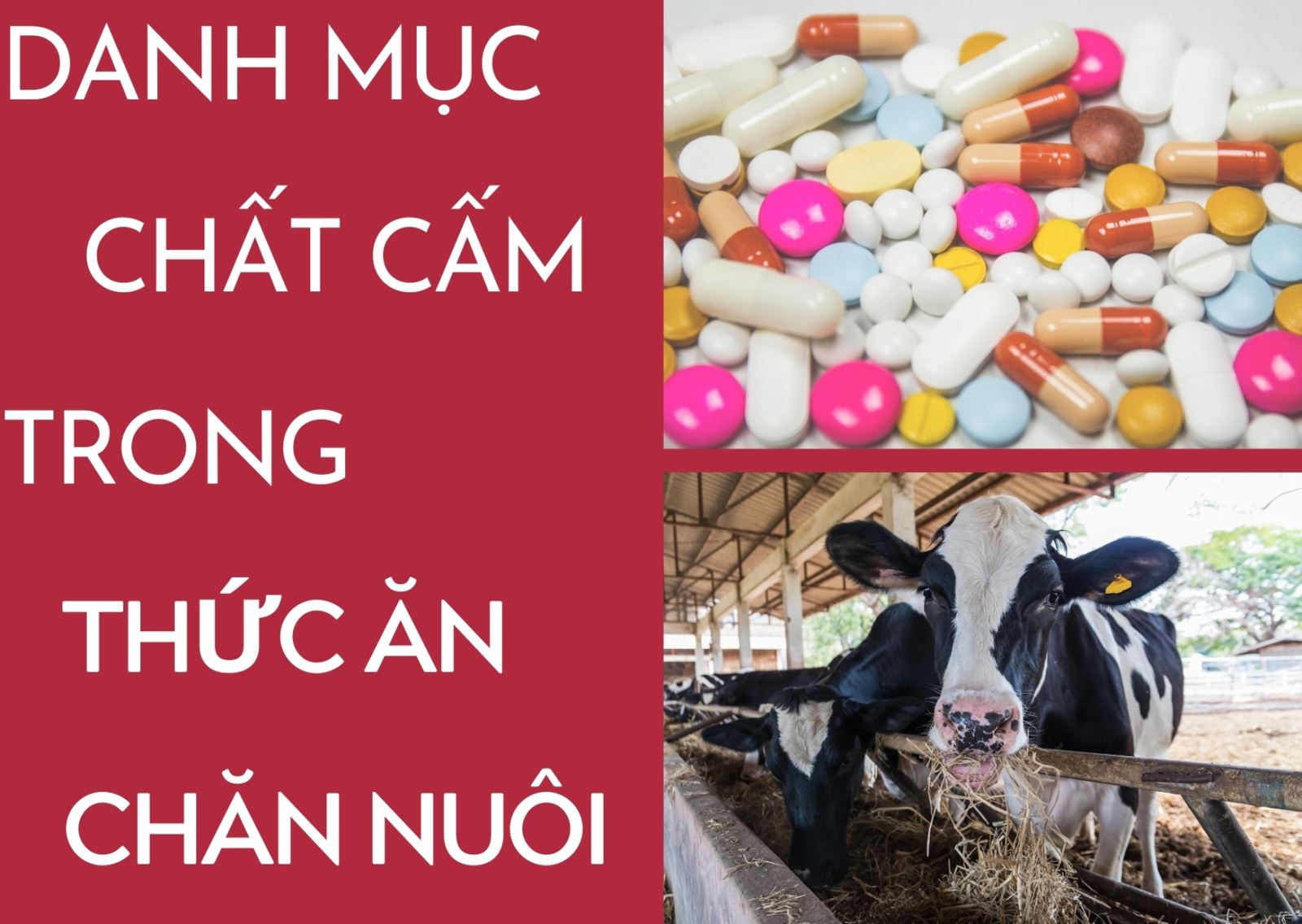 DANH MỤC CHẤT CẤM TRONG CHĂN NUÔI