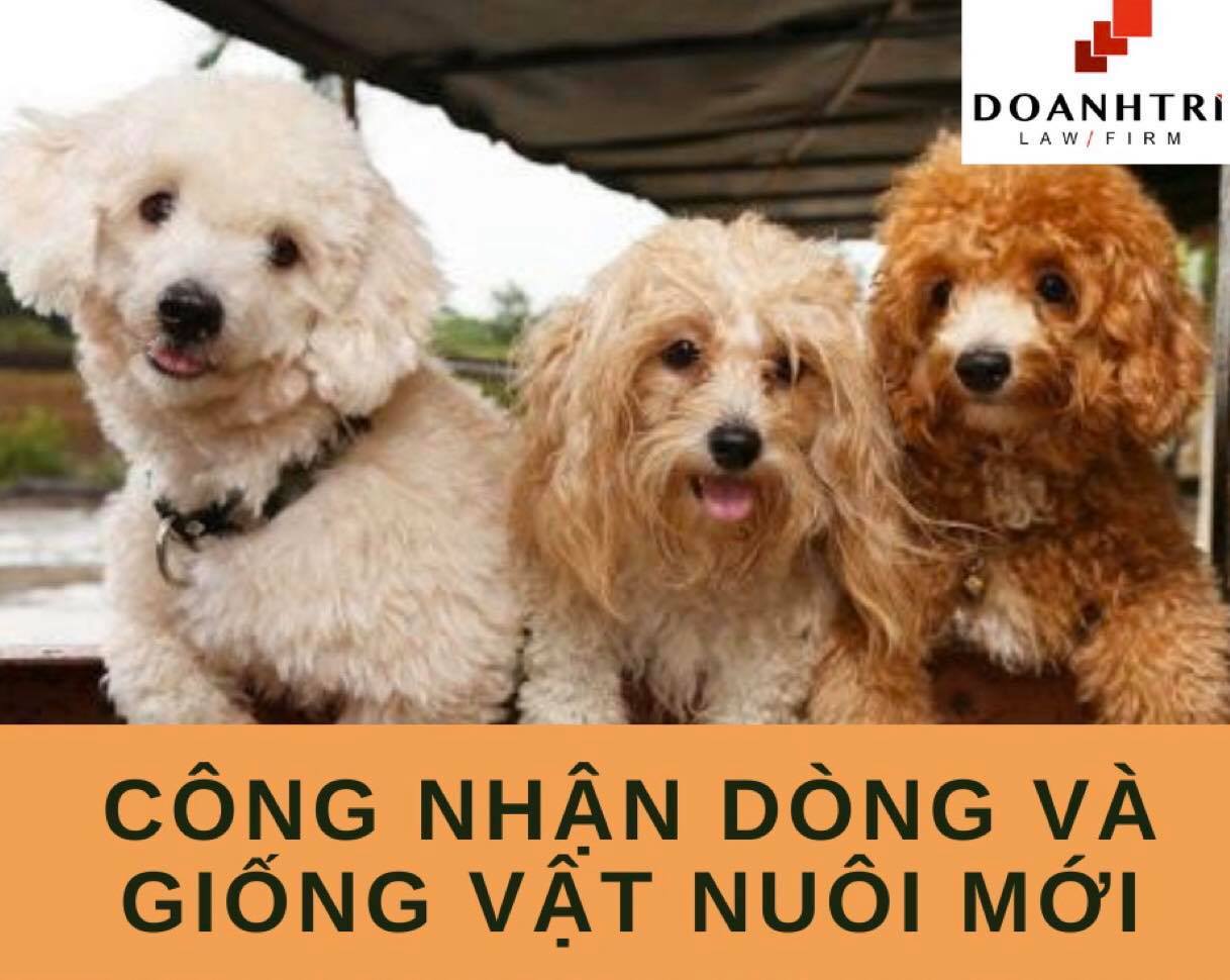 CÔNG NHẬN DÒNG VÀ GIỐNG VẬT NUÔI MỚI